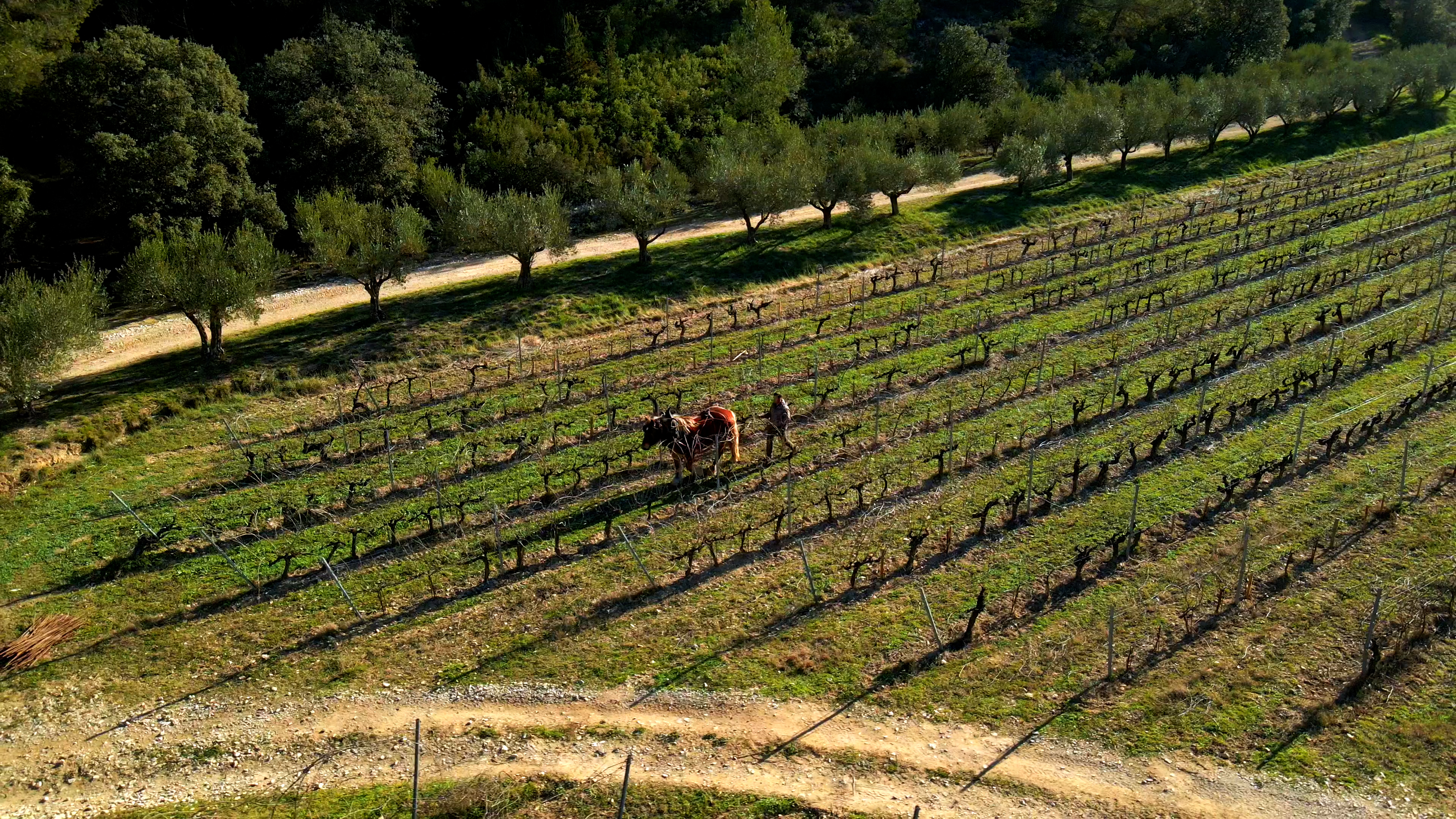 Image des vignes avec cheval